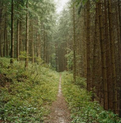 Forest footpath, Bauernberg, 2007, C-Print, analog, 28 × 28 cm